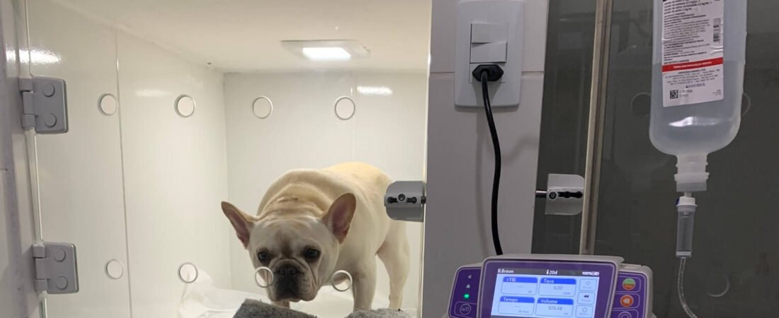 Endocrinologia Veterinária: Cuidando da Saúde Hormonal do Seu Pet na AnimalVet
