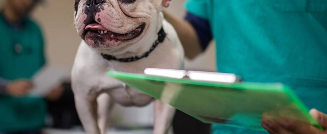 Neurologia Veterinária: Cuidando da Saúde Neurológica do seu Pet