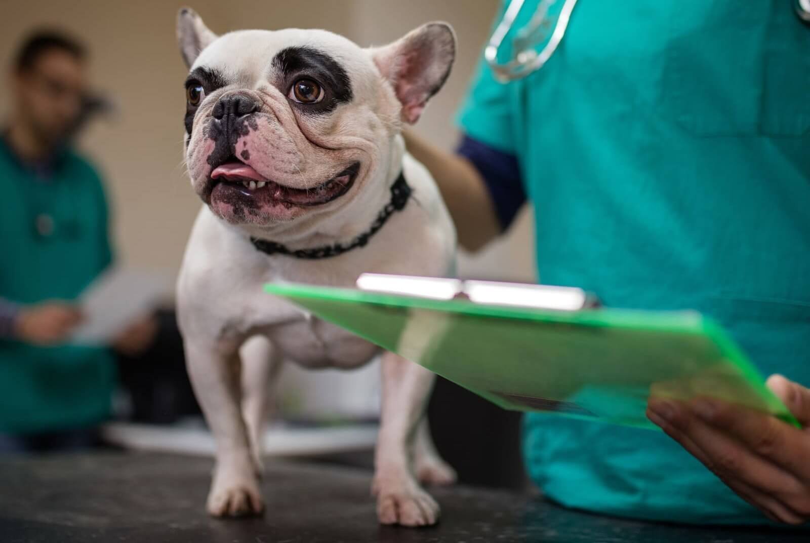 Neurologia Veterinária: Cuidando da Saúde Neurológica do seu Pet