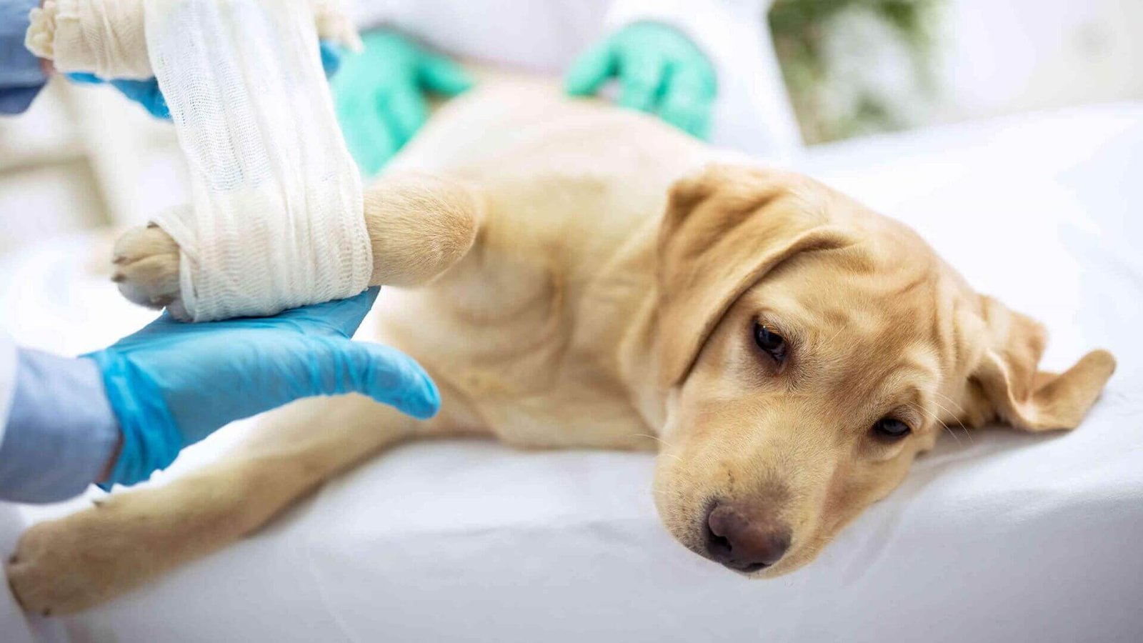 Especialidades