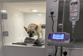Gastroenterologia