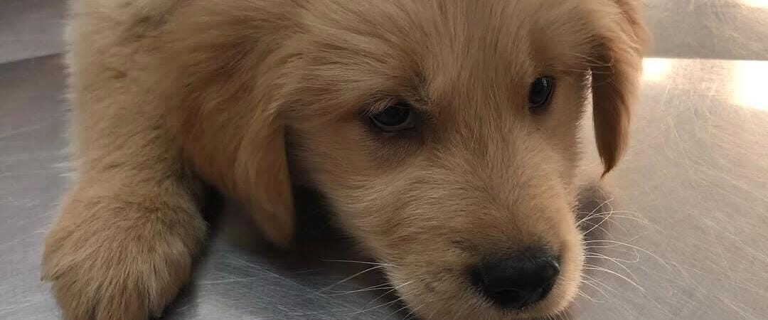 10 Sinais de que seu pet precisa ir ao veterinário