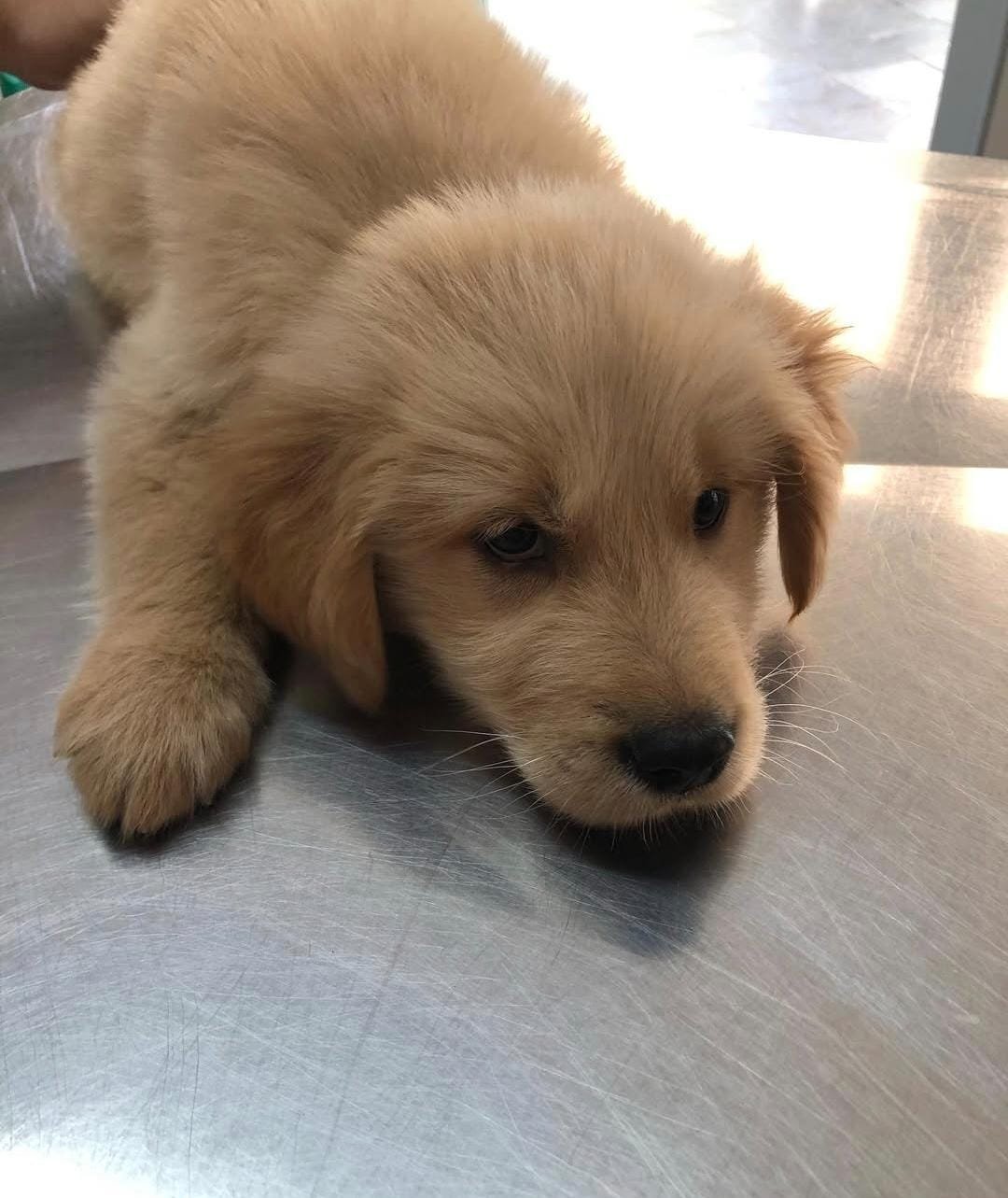 10 Sinais de que seu pet precisa ir ao veterinário