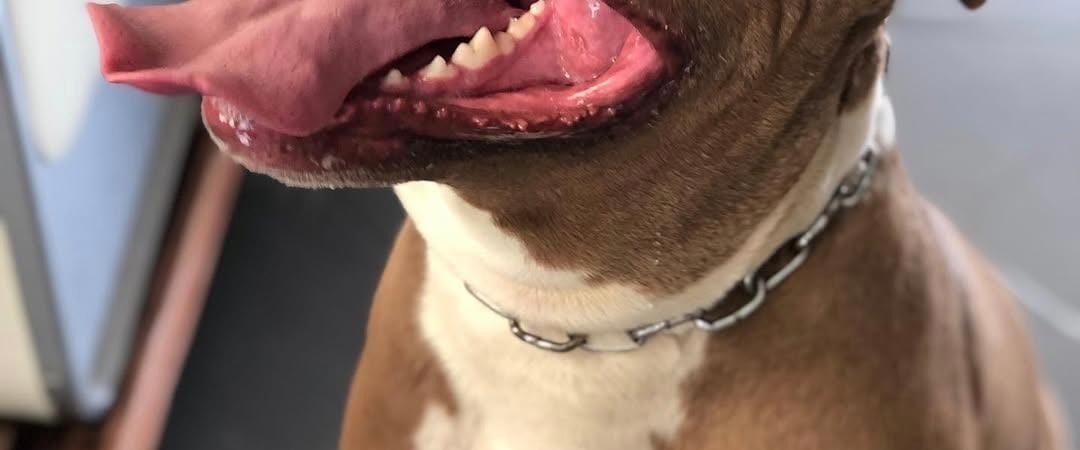 Cuidados com os dentes do seu pet: guia completo de saúde bucal