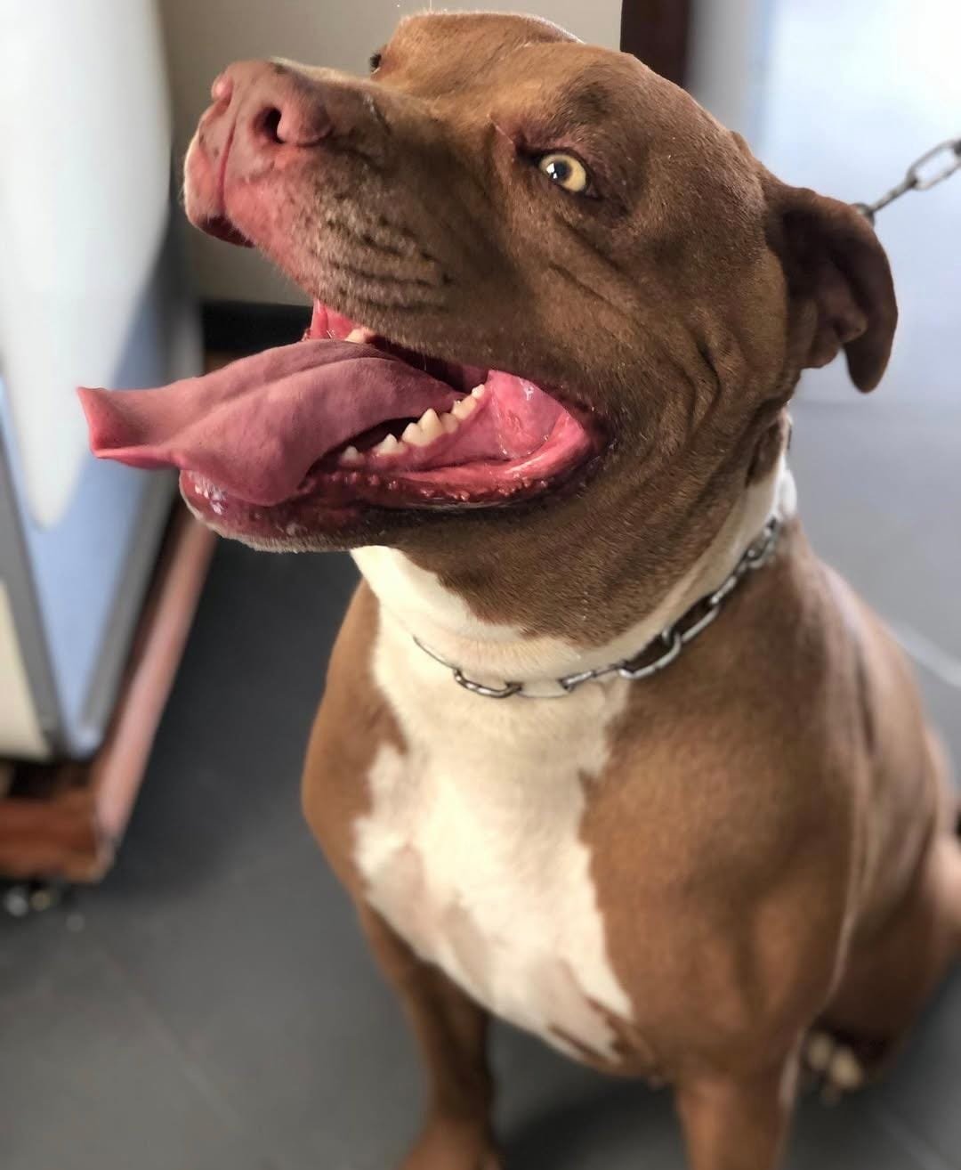 Cuidados com os dentes do seu pet: guia completo de saúde bucal 