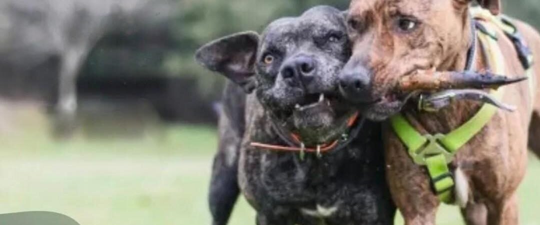 Viajar com pets: o que você precisa saber para garantir segurança e bem-estar