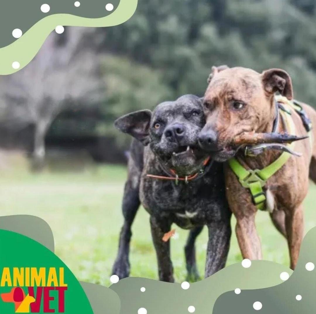 Viajar com pets: o que você precisa saber para garantir segurança e bem-estar