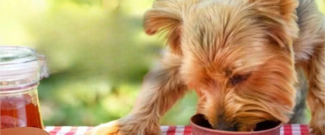 Gastroenterologista veterinário em Florianópolis: quando procurar e como funciona o atendimento