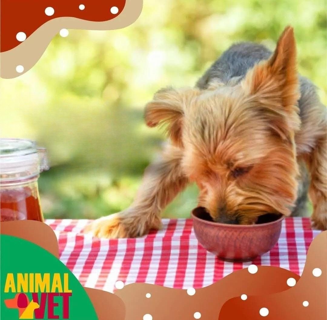 Gastroenterologista veterinário em Florianópolis: quando procurar e como funciona o atendimento