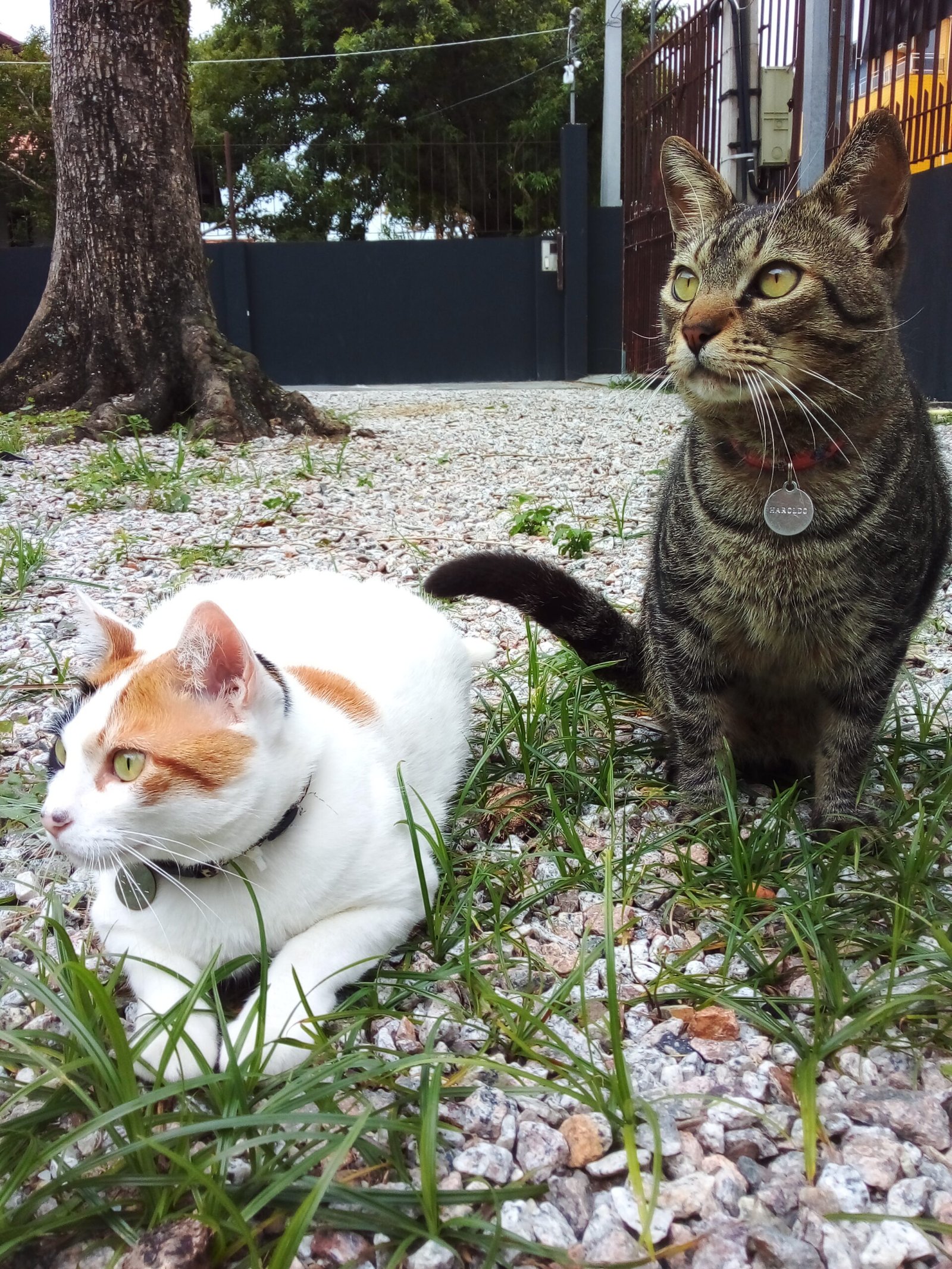 Fisioterapia ortopédica veterinária: essencial para a recuperação e bem-estar do seu pet