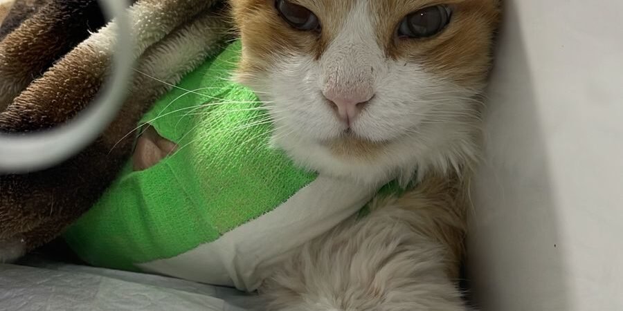 O que é a cardiologista veterinária e porque escolher a AnimalVet