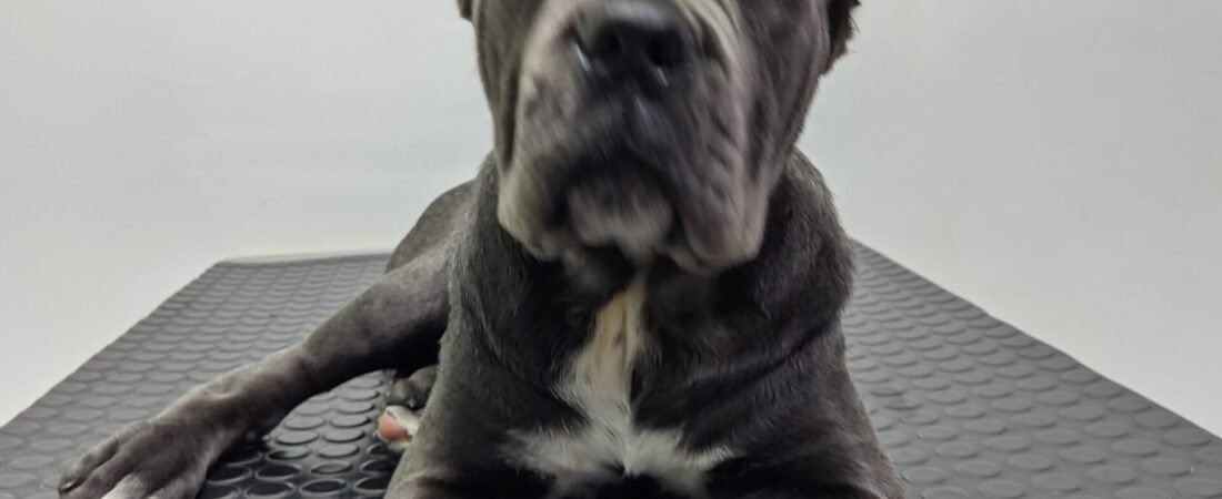 Cirurgia ortopédica veterinária: quando é indicada e como cuidar do seu pet