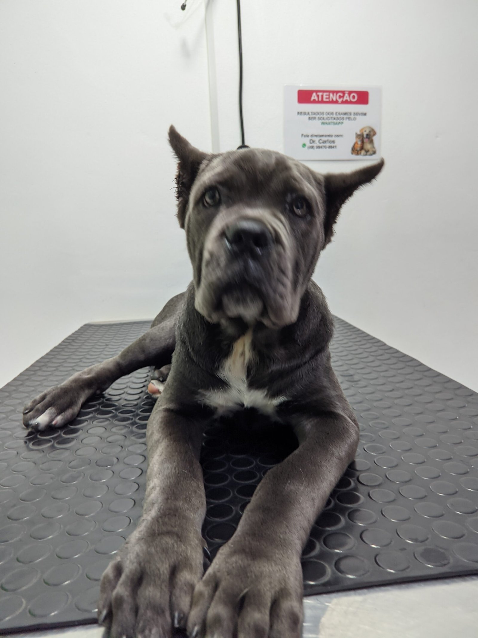 Cirurgia ortopédica veterinária: quando é indicada e como cuidar do seu pet