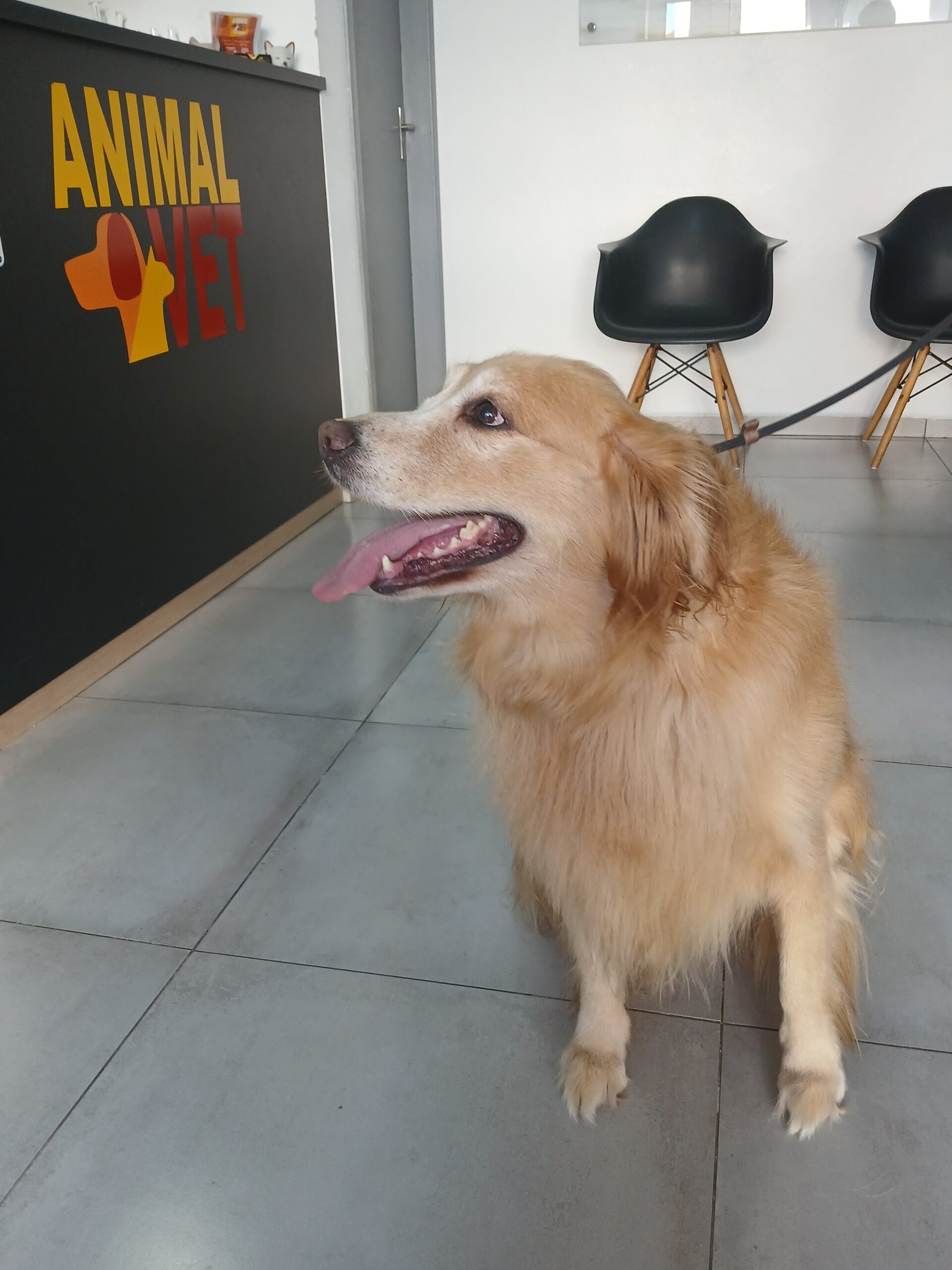 Doenças bucais em animais: entenda os riscos e como prevenir