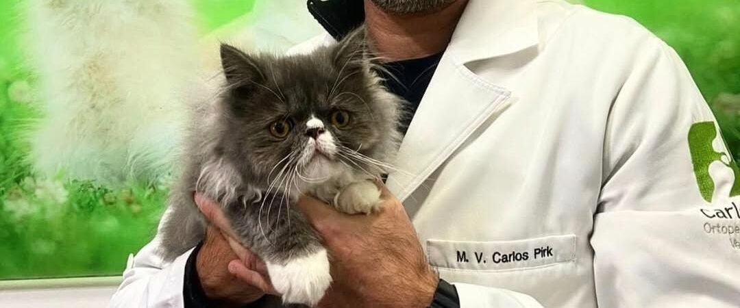 Exames veterinários: a importância do diagnóstico precoce para a saúde do seu pet
