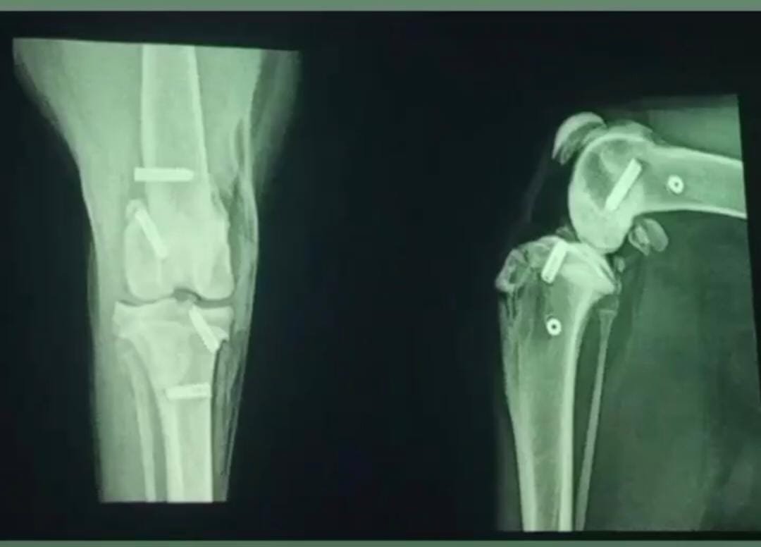 Raio-X em gatos: como é feito o exame veterinário em Florianópolis?