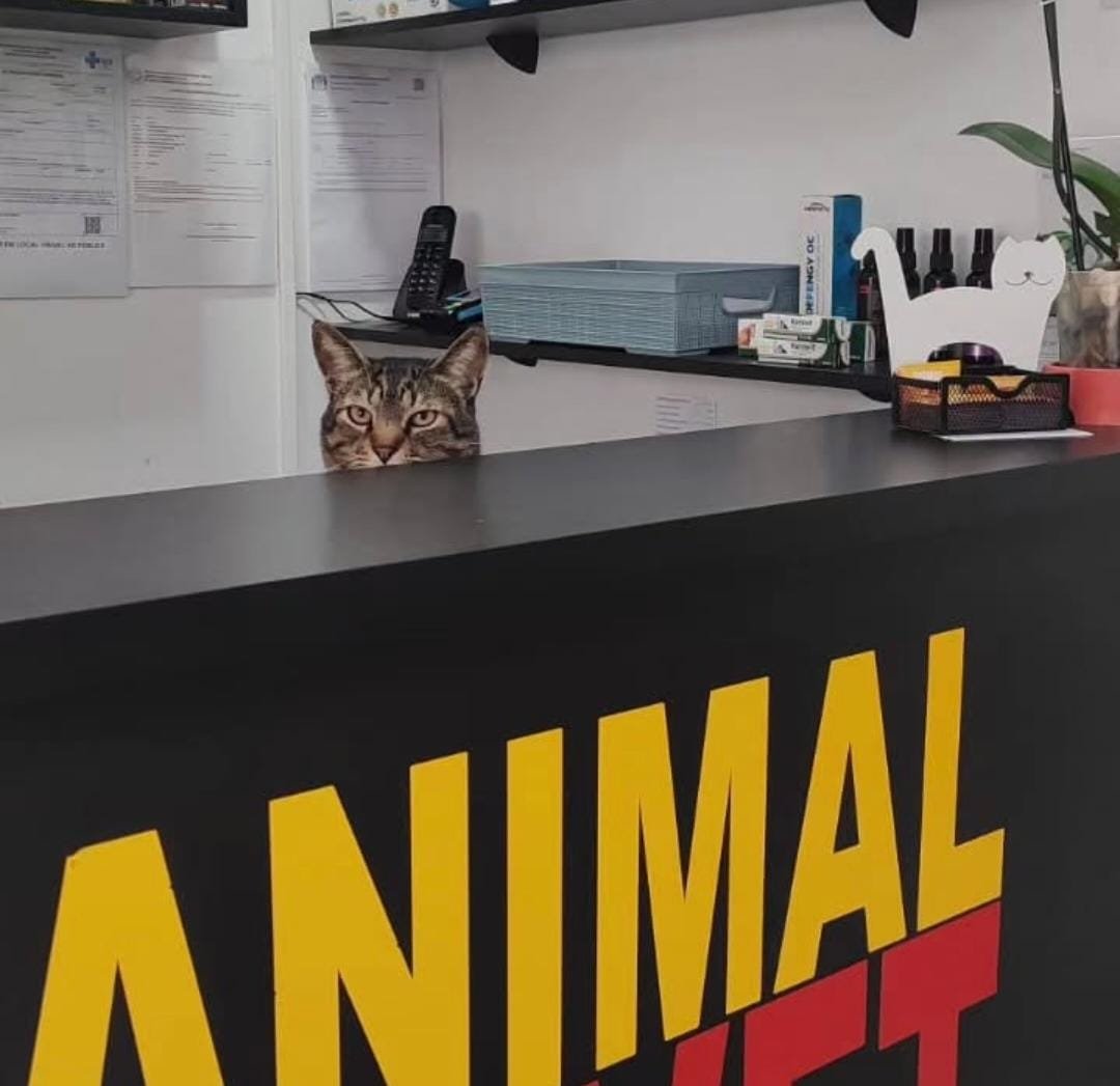 Sintomas da pneumonia em animais: cães, gatos, pássaros, répteis e roedores
