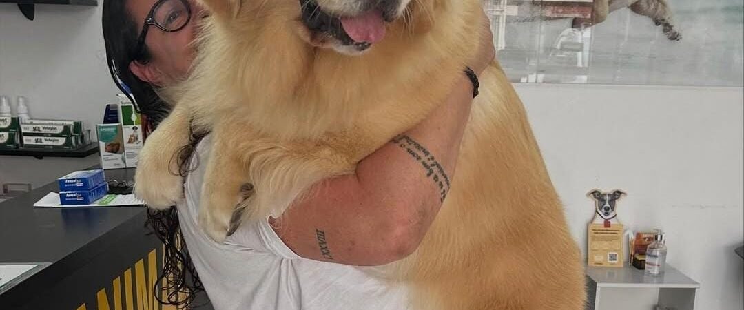 Diferença entre clínica geral e especialista veterinário: quando procurar cada um?