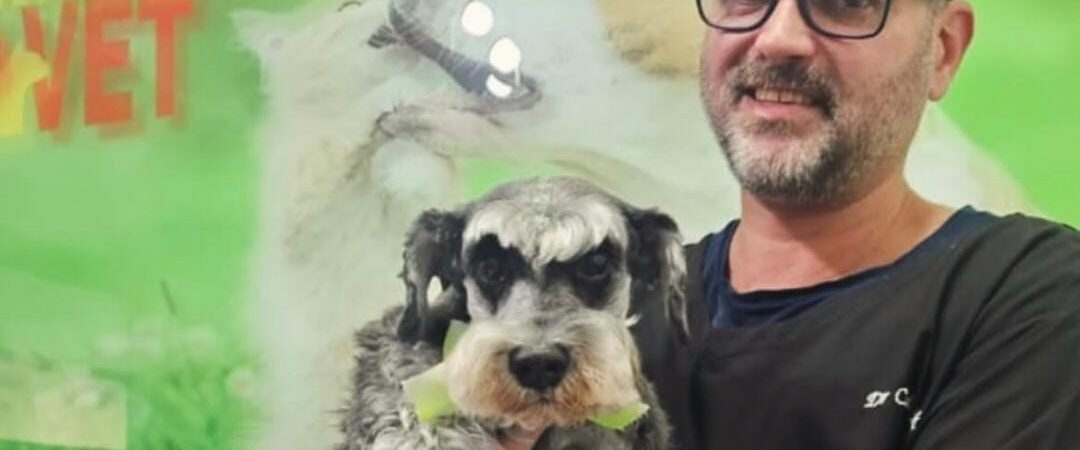 Cuidados especiais com pets idosos: como garantir mais saúde e qualidade de vida?