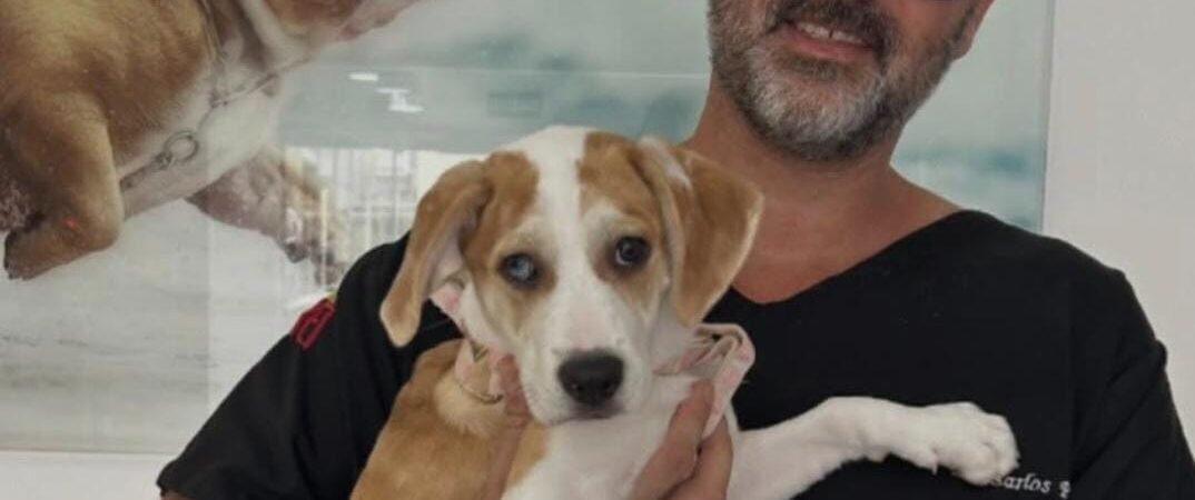 Emergência veterinária em Florianópolis: atendimento rápido que faz toda a diferença