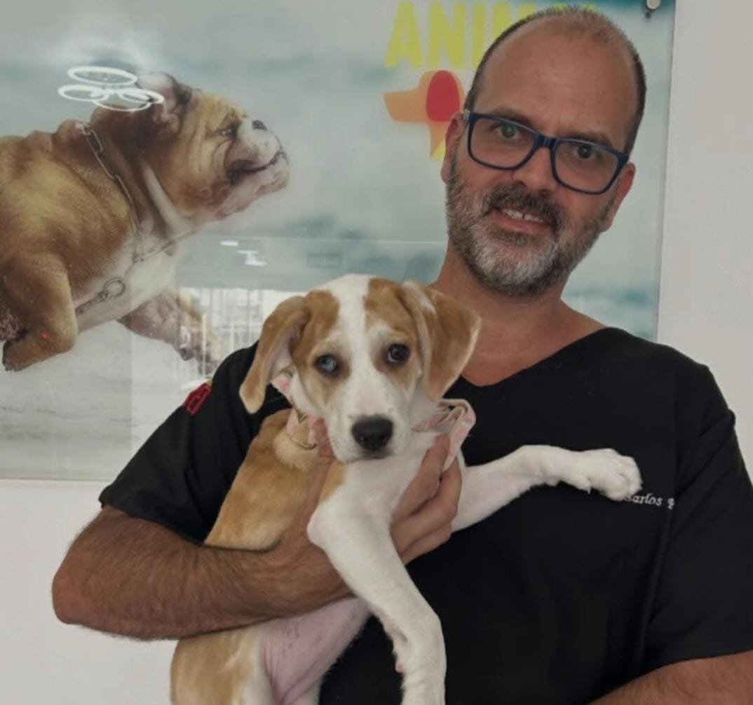 Emergência veterinária em Florianópolis: atendimento rápido que faz toda a diferença