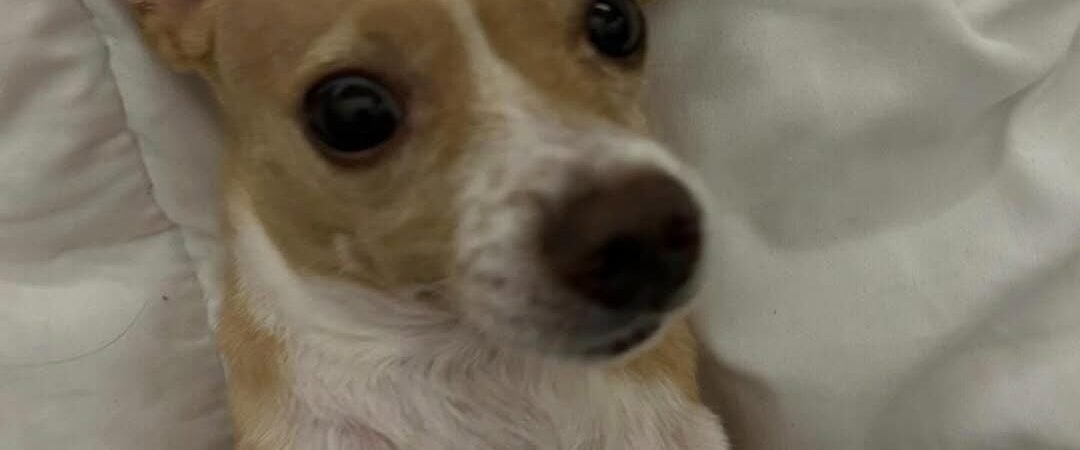 Artrose em cães: sintomas, causas e como melhorar a qualidade de vida do pet