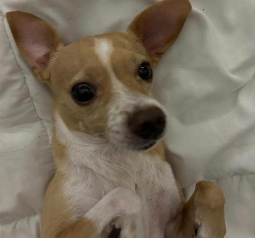 Artrose em cães: sintomas, causas e como melhorar a qualidade de vida do pet