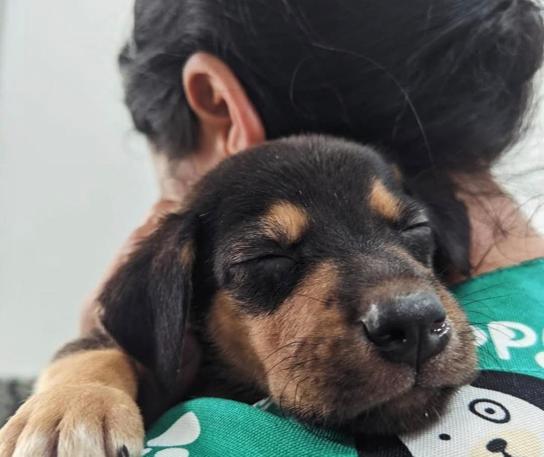 Conjuntivite em cães: sintomas, causas e quando procurar atendimento veterinário