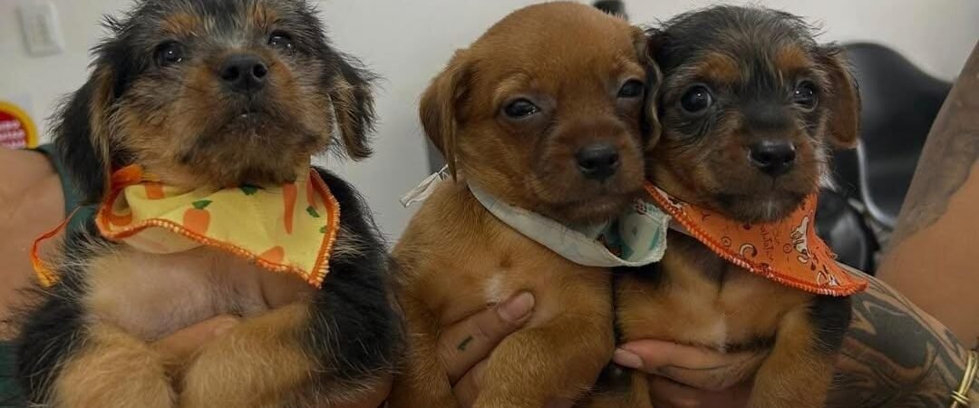 Doença do carrapato em cães: sintomas, tratamento e prevenção