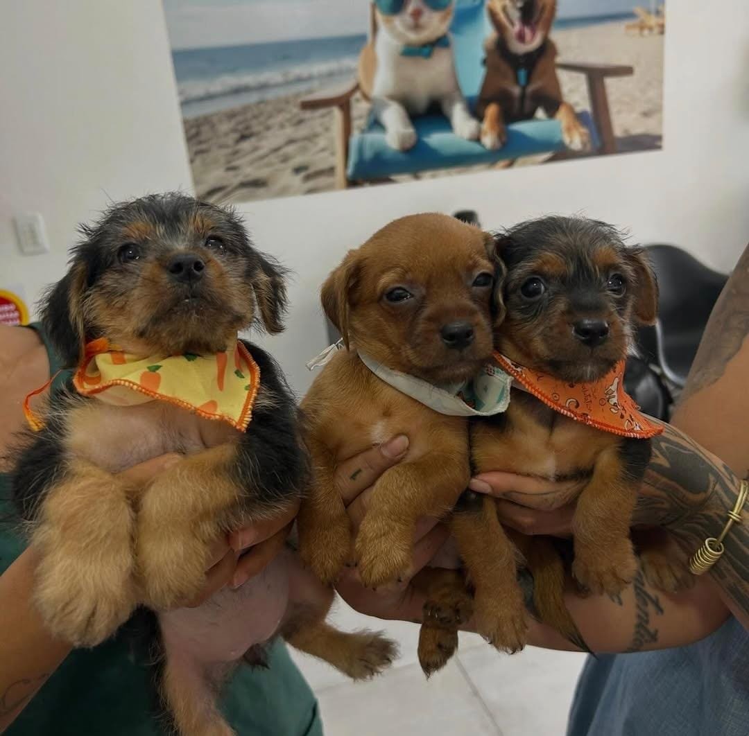 Doença do carrapato em cães: sintomas, tratamento e prevenção
