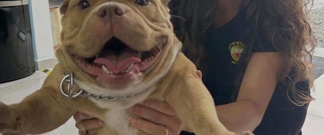 Como escovar os dentes do cachorro: passo a passo para manter a saúde bucal
