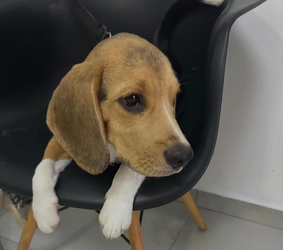 Como saber se meu cachorro está com febre?