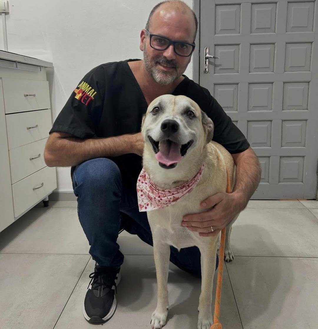 Sintomas de câncer em cachorros: como identificar os sinais precocemente?