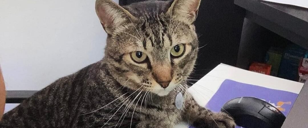 Sintomas de câncer em gatos: como identificar os sinais precocemente?