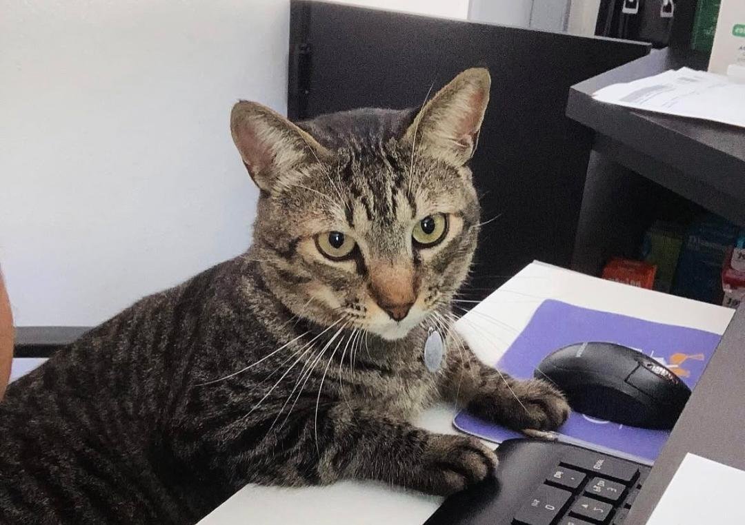 Sintomas de câncer em gatos: como identificar os sinais precocemente?