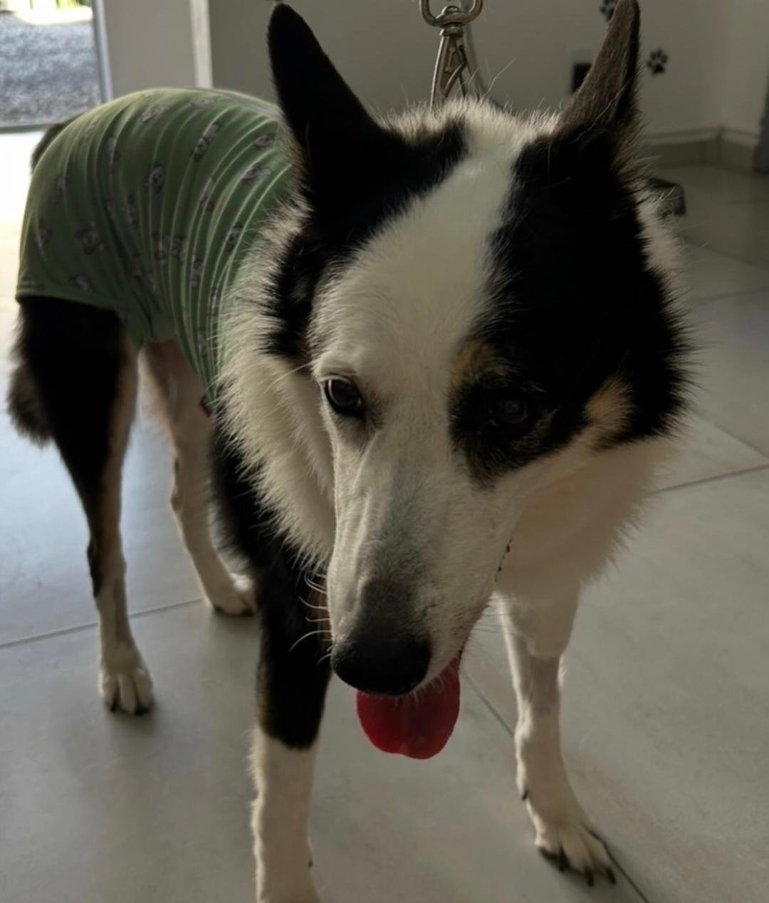 Prótese ortopédica em animais: quando é indicada e como ajuda na qualidade de vida do pet
