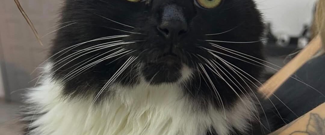Sinais silenciosos de doença em gatos: o que muitos tutores não percebem