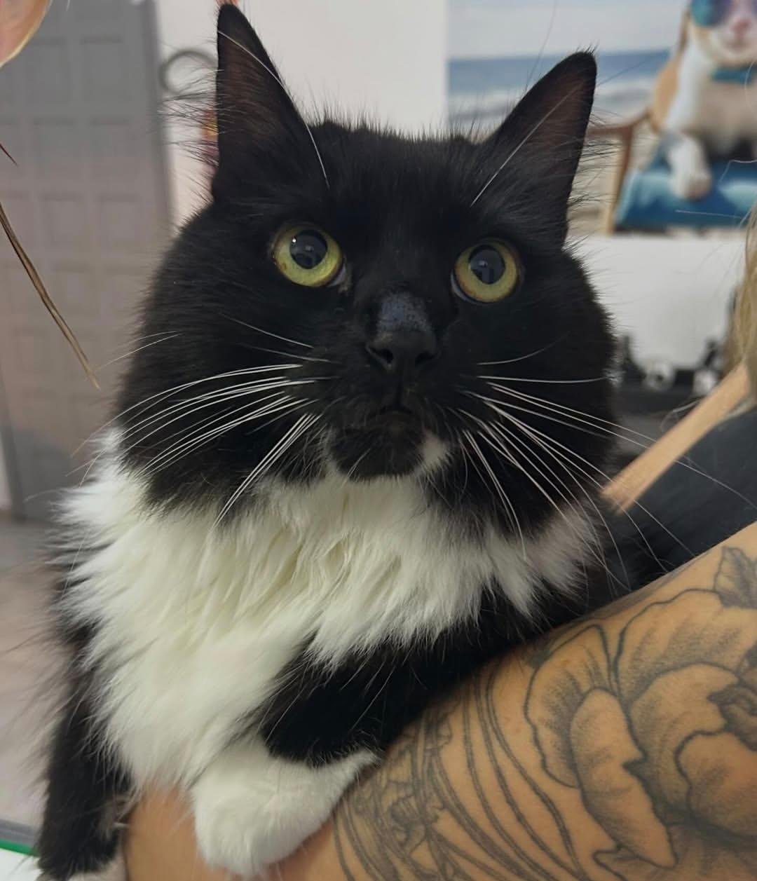 Sinais silenciosos de doença em gatos: o que muitos tutores não percebem