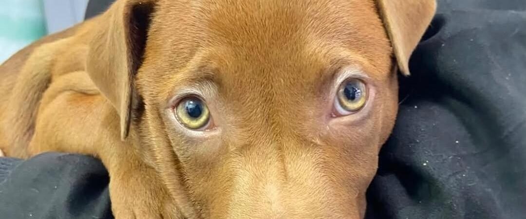 Sinais de intoxicação em pets e o que fazer em uma emergência