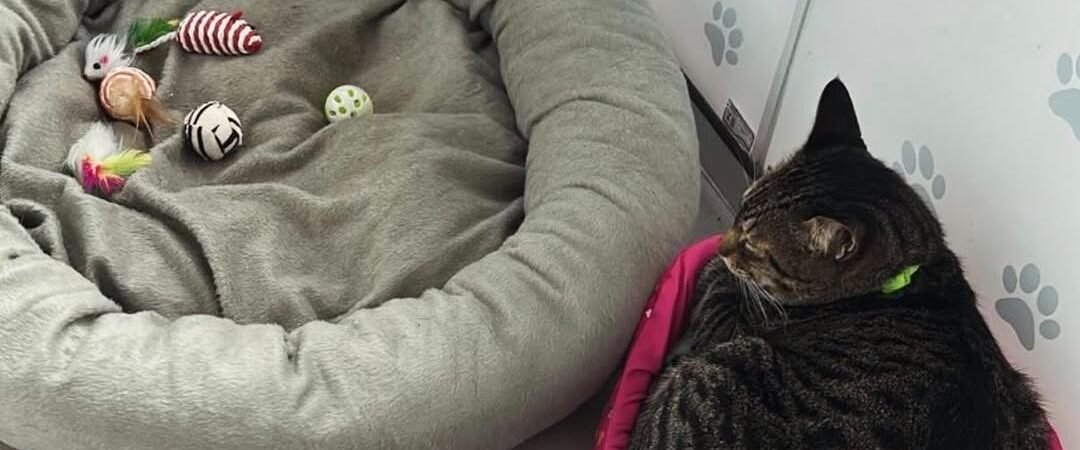 Como lidar com o sobrepeso e obesidade em cães e gatos?