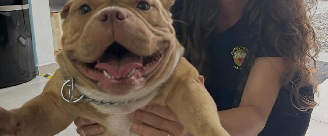 Ozonioterapia em pets: benefícios e aplicações na medicina veterinária