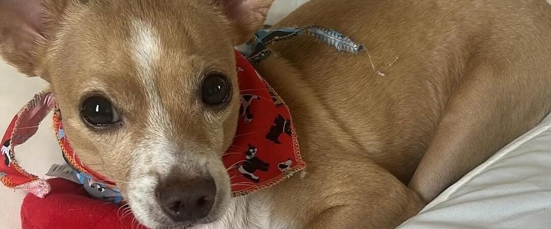 Cuidados pós-operatórios que seu pet precisa
